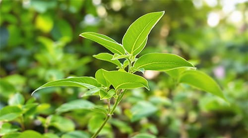 Gymnema Sylvestre plant leaves