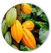 Cocoa extract ingredient