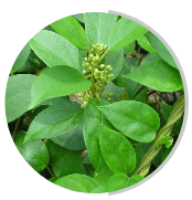 Gymnema Sylvestre ingredient