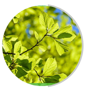 Leaf extract ingredient