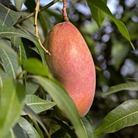 African Mango ingredient