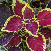 Coleus Forskohlii ingredient