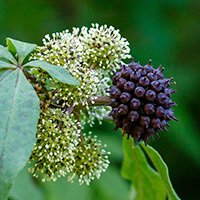 Eleuthero (Siberian ginseng) ingredient