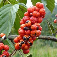 Guarana ingredient