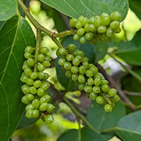 Gymnema Sylvestre ingredient