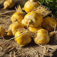 Maca root ingredient