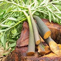 Glucomannan ingredient