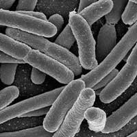 Lactobacillus acidophilus probiotic ingredient